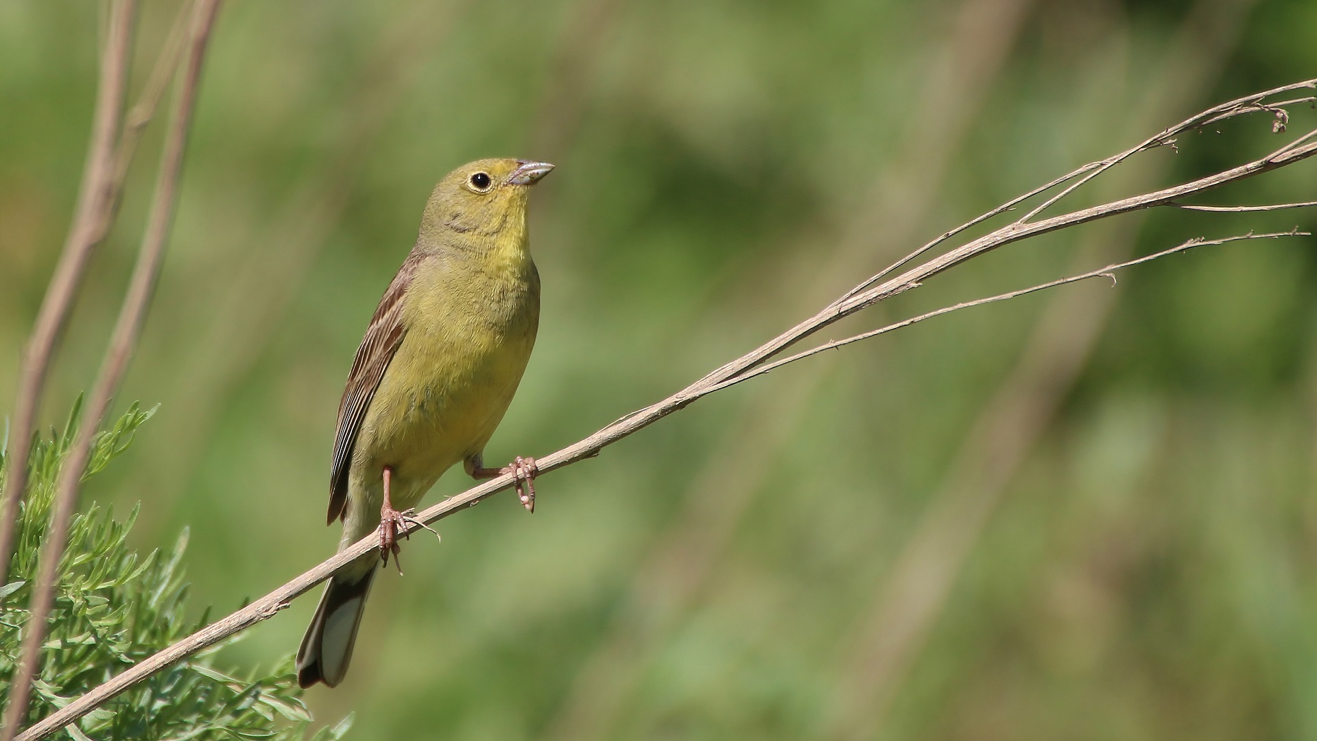 Cinereous Bunting